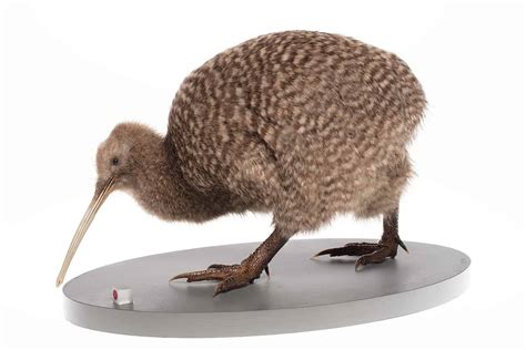 kiwi bird - manga bird
